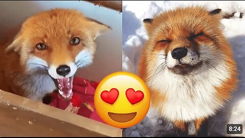 Fox — Hilarious And Cute Videos And Tik Toks Compilation