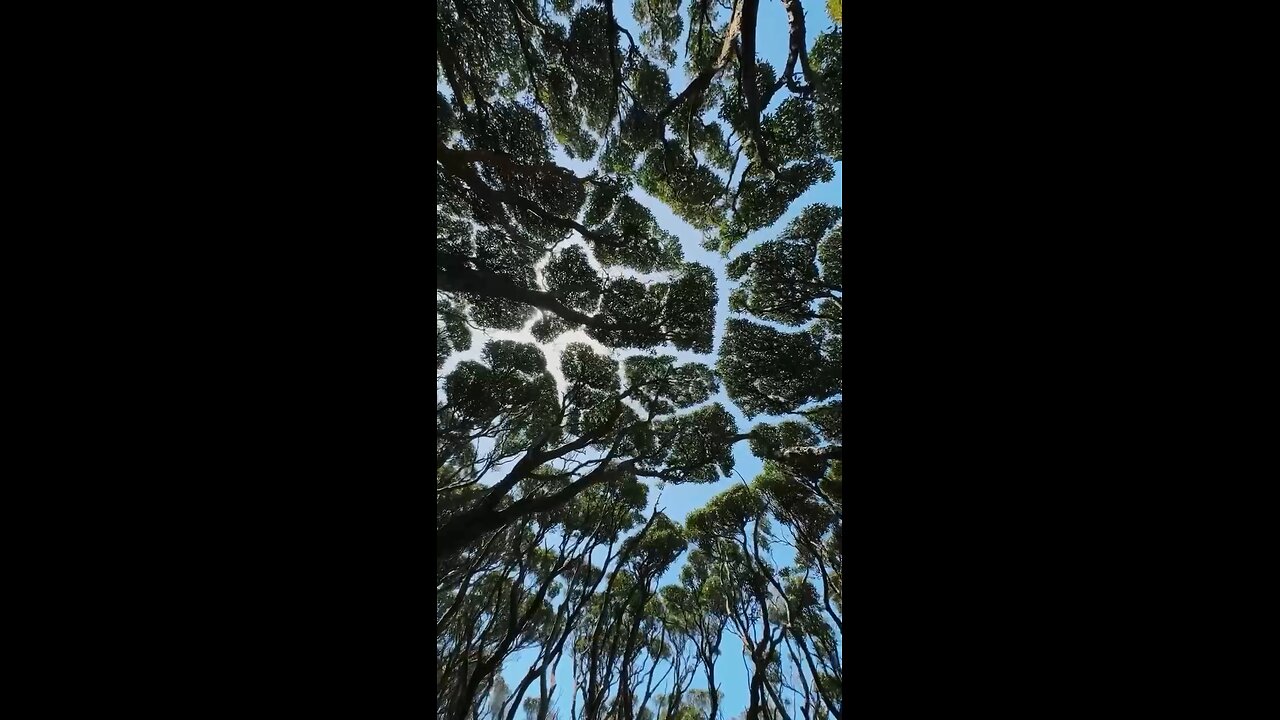 A stunning example of crown shyness—a phenomenon observed in some tree species