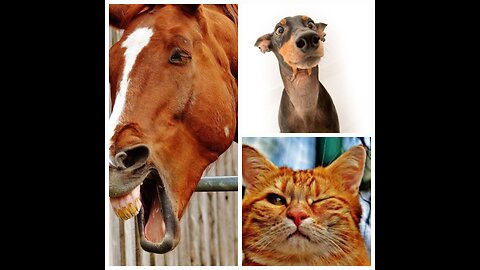 Bet you can't stop laughing at these animals! - Funniest ANIMAL Videos