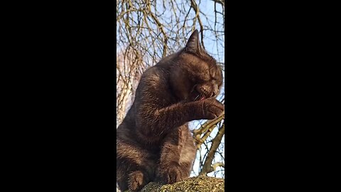 tree cat