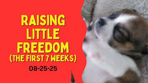 Raising little Freedom - The First 7 Weeks