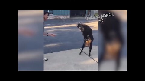 Funny Goat and cats!