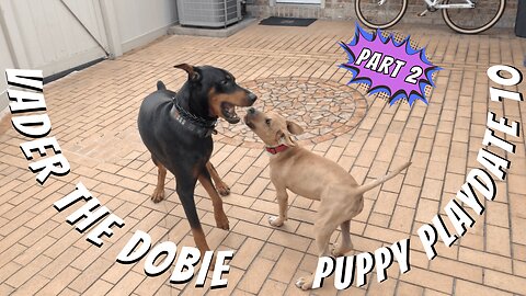 Doberman's Puppy Playdate 10 Chaos 😂🐾 | Sly Tries to Keep the Fun Going