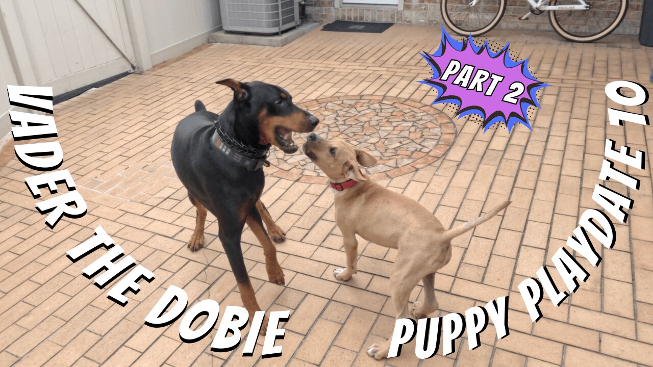 Doberman's Puppy Playdate 10 Chaos 😂🐾 | Sly Tries to Keep the Fun Going