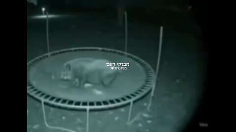 Haifa. Wild pigs are hanging around.