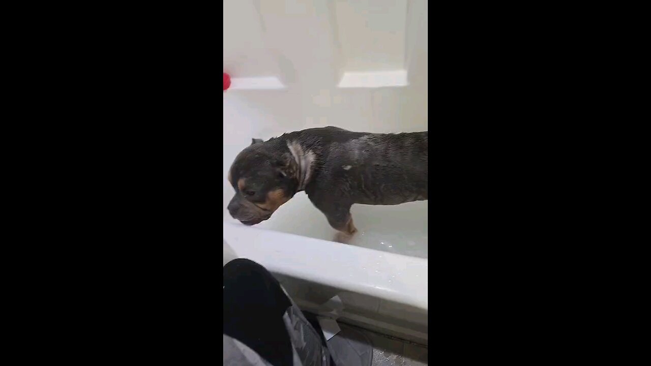 Bathing My Dog Zeus
