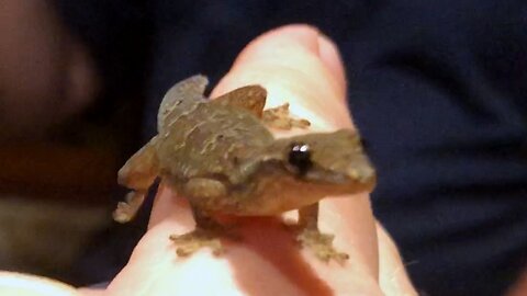 Friendly gecko takes an extreme liking to woman in restaurant