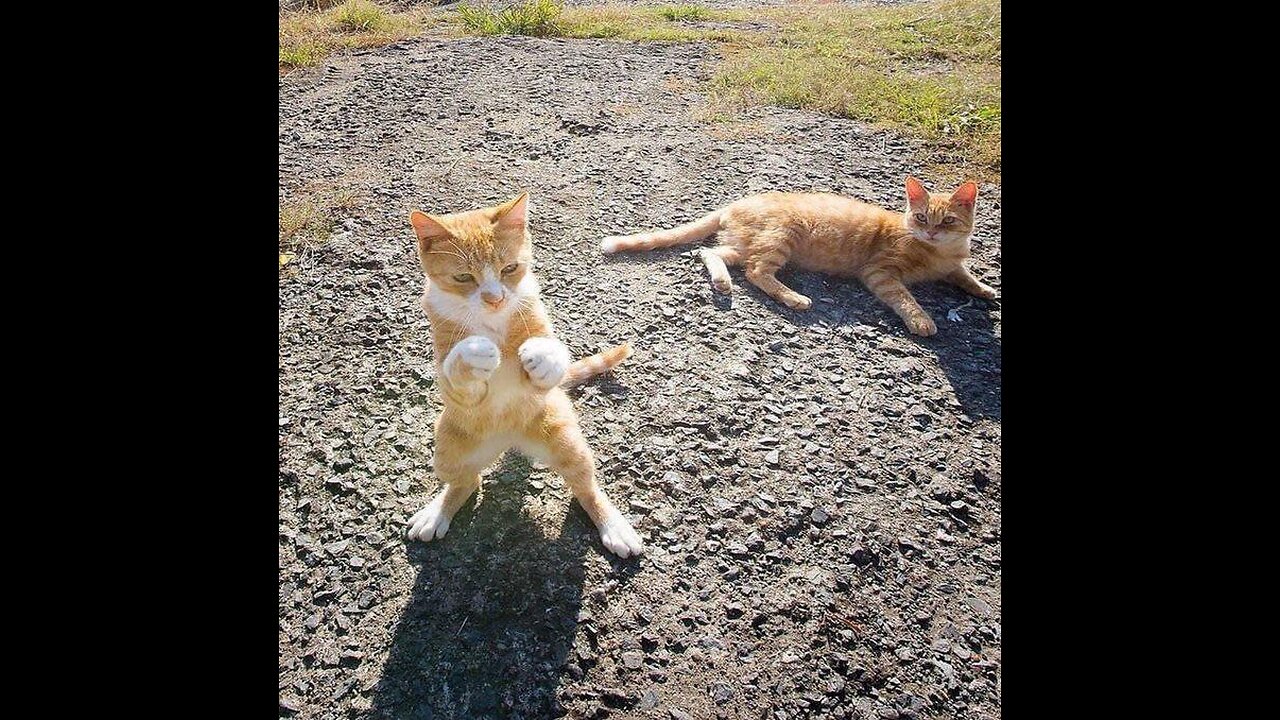 Funny Animals