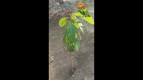 Method and information to plant almond tree India