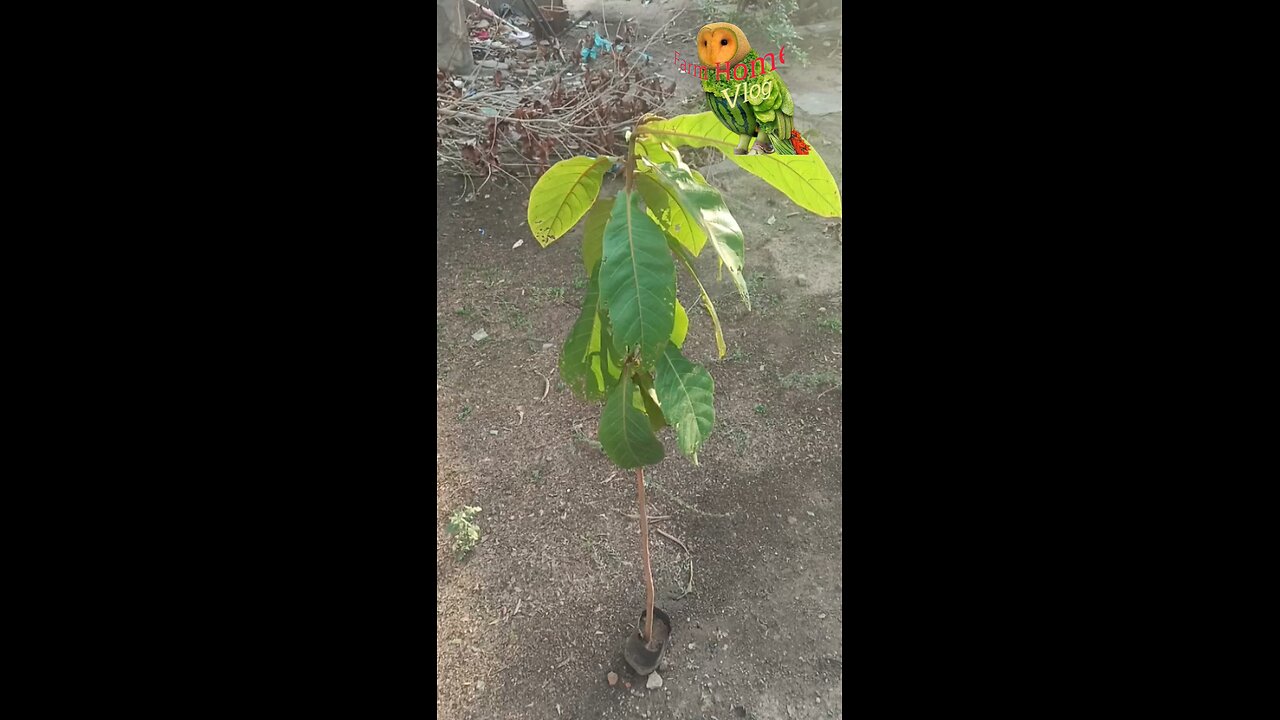 Method and information to plant almond tree India