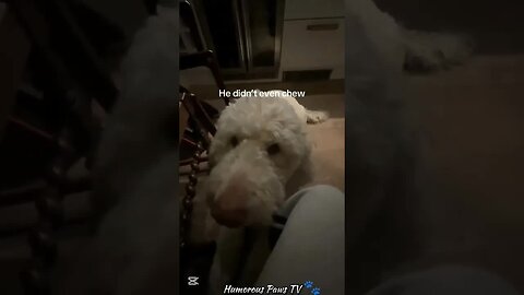 When Pets Try to Be Cool… and Fail!