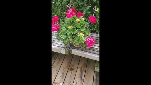 Geranium