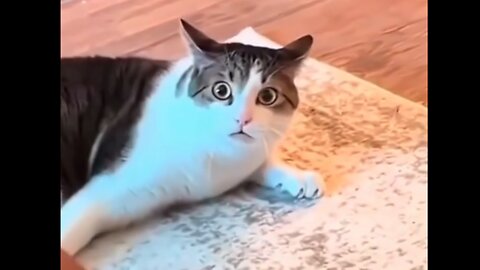 Cat World - 00002