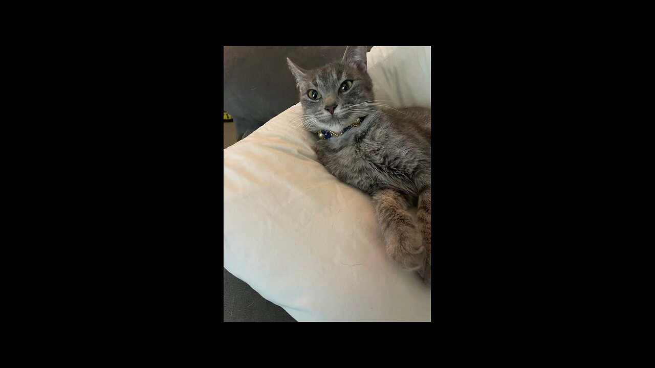 Cat jewelry