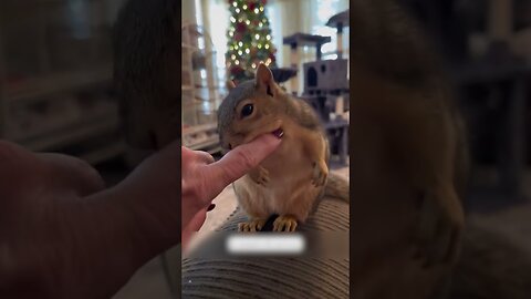 The squirrel stopped the car and went to the girls house to live there