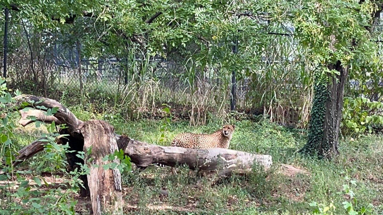 Cheetah & Porcupines