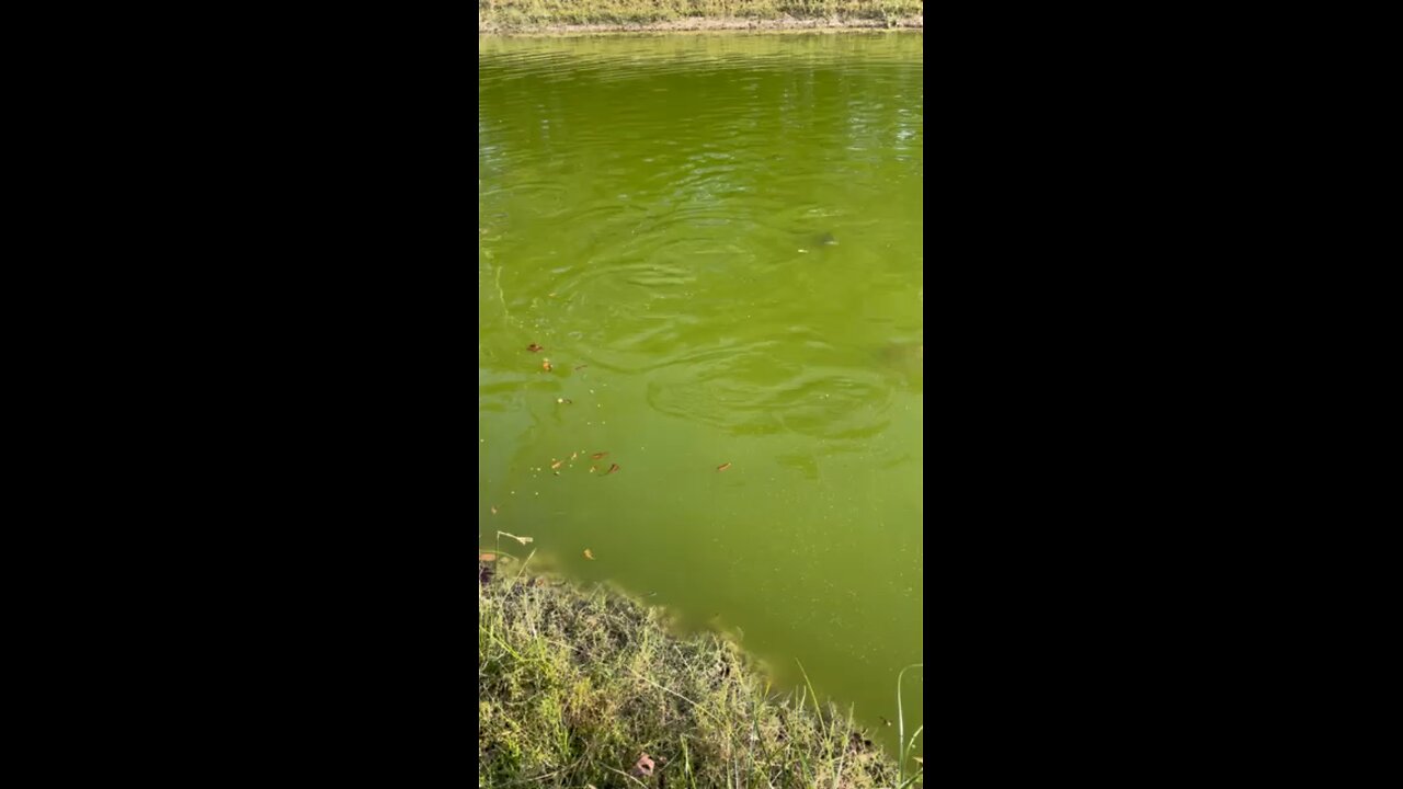 Cat fish being very social