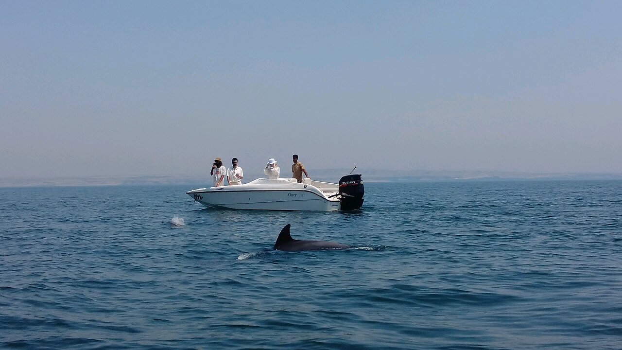 seeing dolphin in hegam island sea