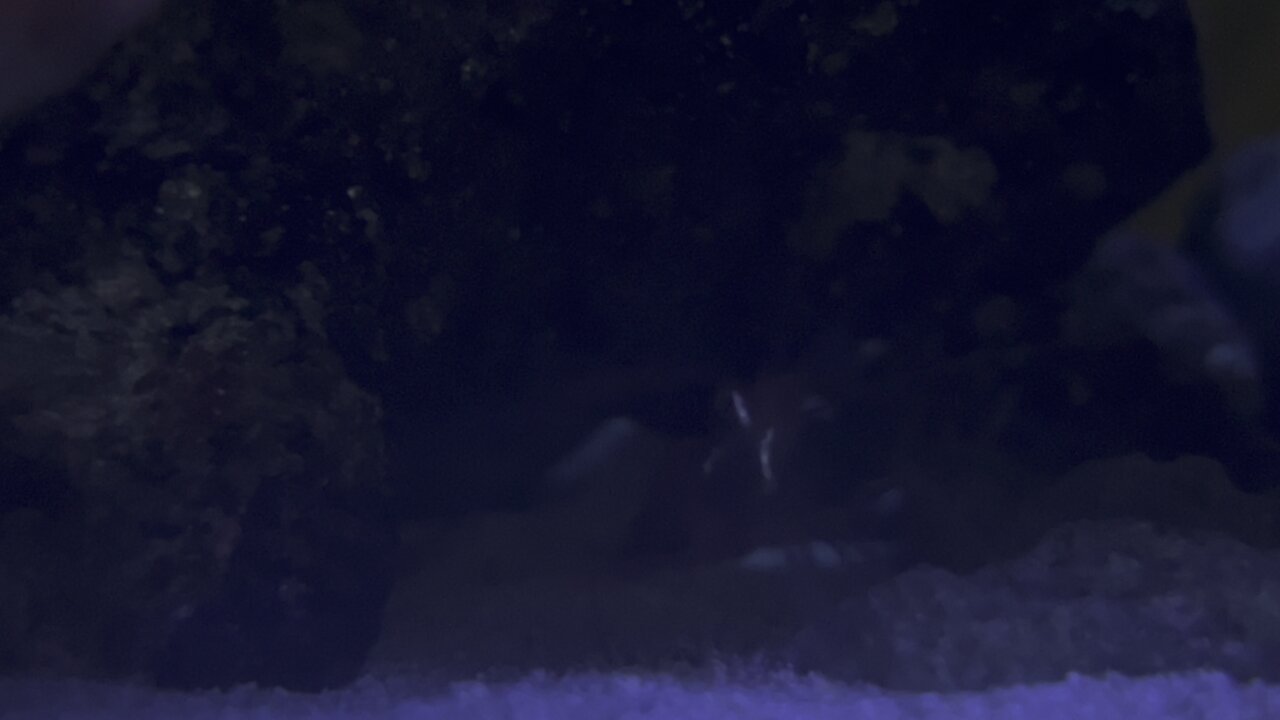 Closeup of Peppermint Shrimp