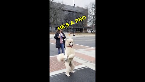 Dog Dance like A pro