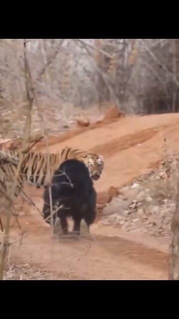 SLOTH BEAR CLASHES🐅🌲🐻📸 WITH HUGE BENGAL TIGER🌳🐻🐅💫