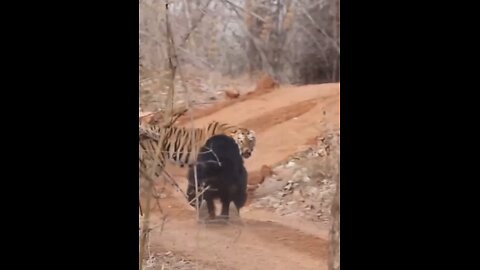 SLOTH BEAR CLASHES🐅🌲🐻📸 WITH HUGE BENGAL TIGER🌳🐻🐅💫