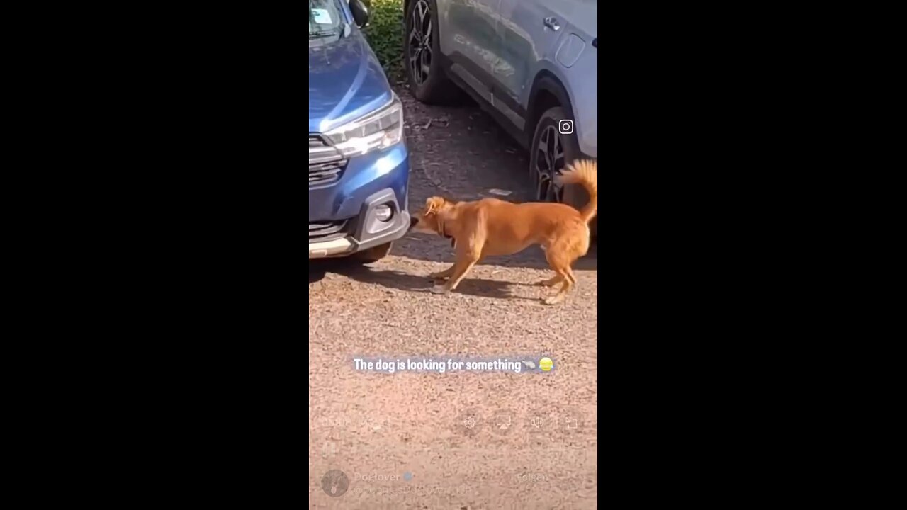 Every woman’s dreams 🐕 dog