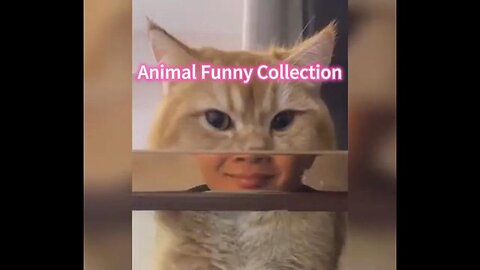 Animal Funny Collection
