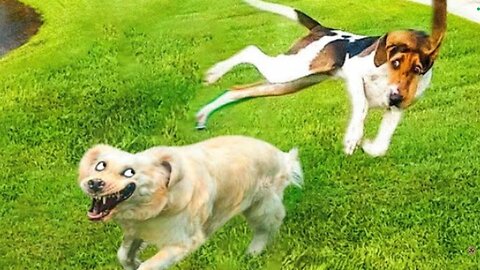 Laugh Out Loud Funny Animal Videos 🐾 | Best Animal Comedy Moments | Hilarious Pet Antics