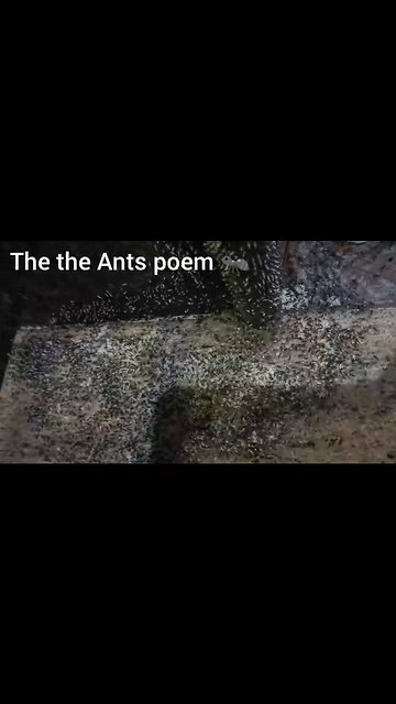 ants