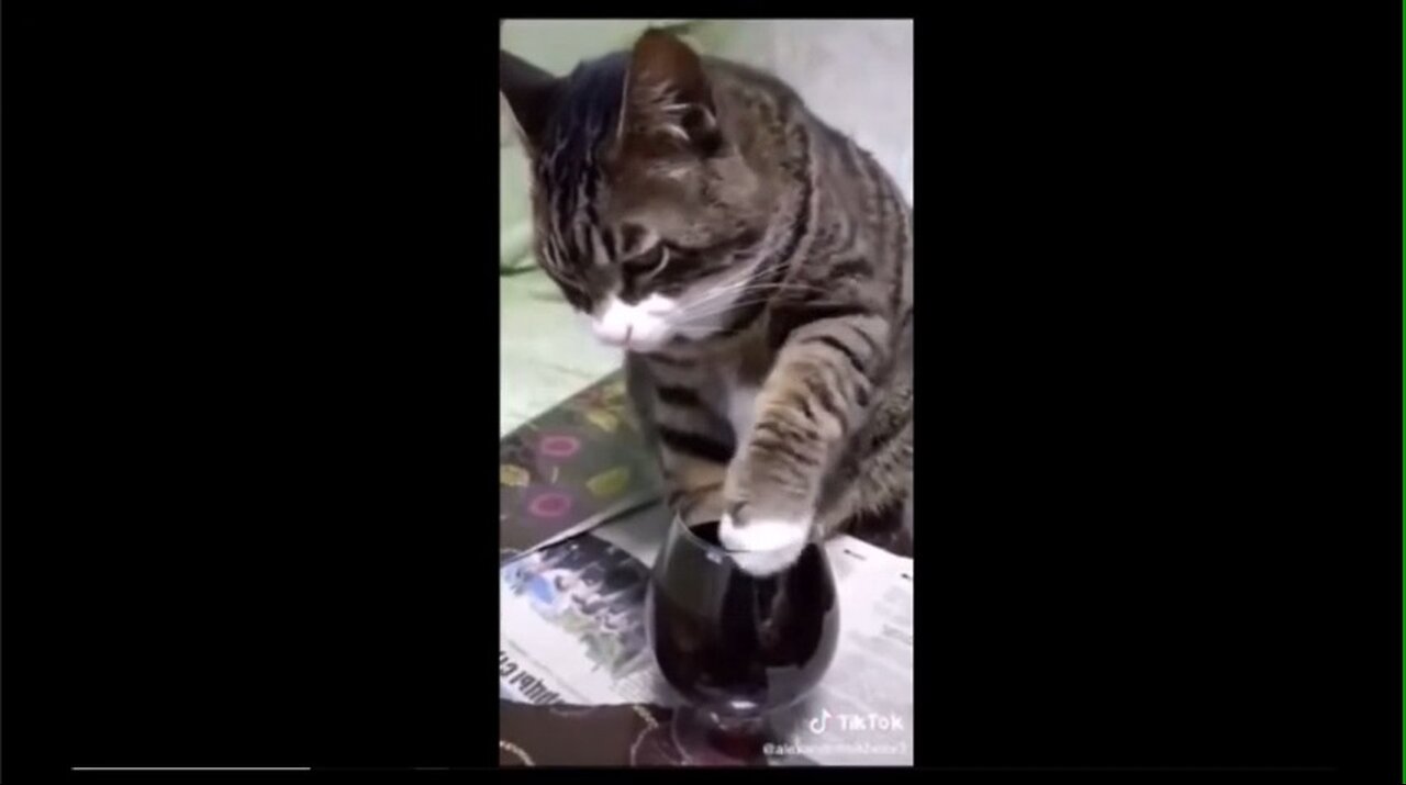 Drunk cat is climbing stairs