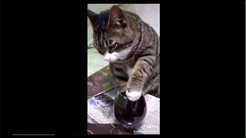 Drunk cat - cat drinks wine then tries to climb stairs
