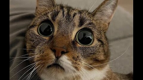 Funny animal videos 2025 - Funny cats/dogs - Funny animals /Haypyy Pett