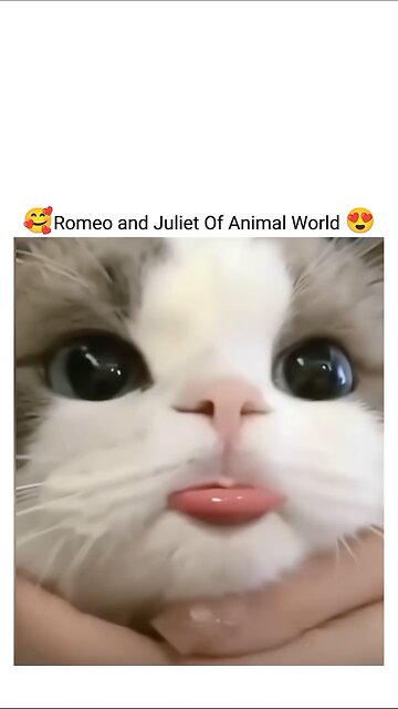 When Beauty Has Four Paws and Whiskers 🐾💖"