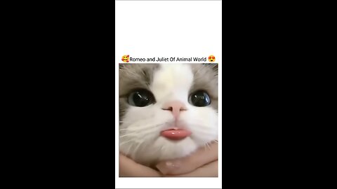 When Beauty Has Four Paws and Whiskers 🐾💖"