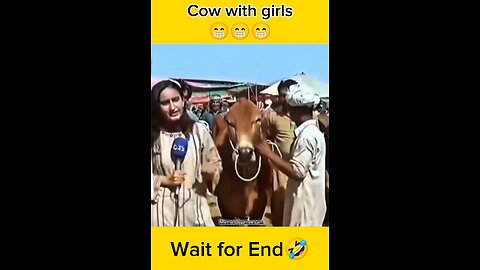 Cow Charges Reporter During Live Coverage 😂 | Funny Reaction Video