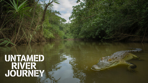 Amazon Rainforest 4K | Free Nature Stock Footage & Jungle Documentary