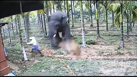 When Animals Go On A Rampage And Got Caught On Camera !