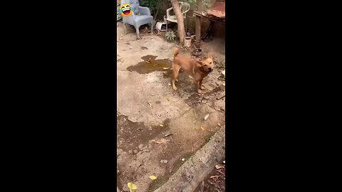 “Aaj Dog Bandha Tha… Par Dialogue Usne De Diya 😭💀🤣”