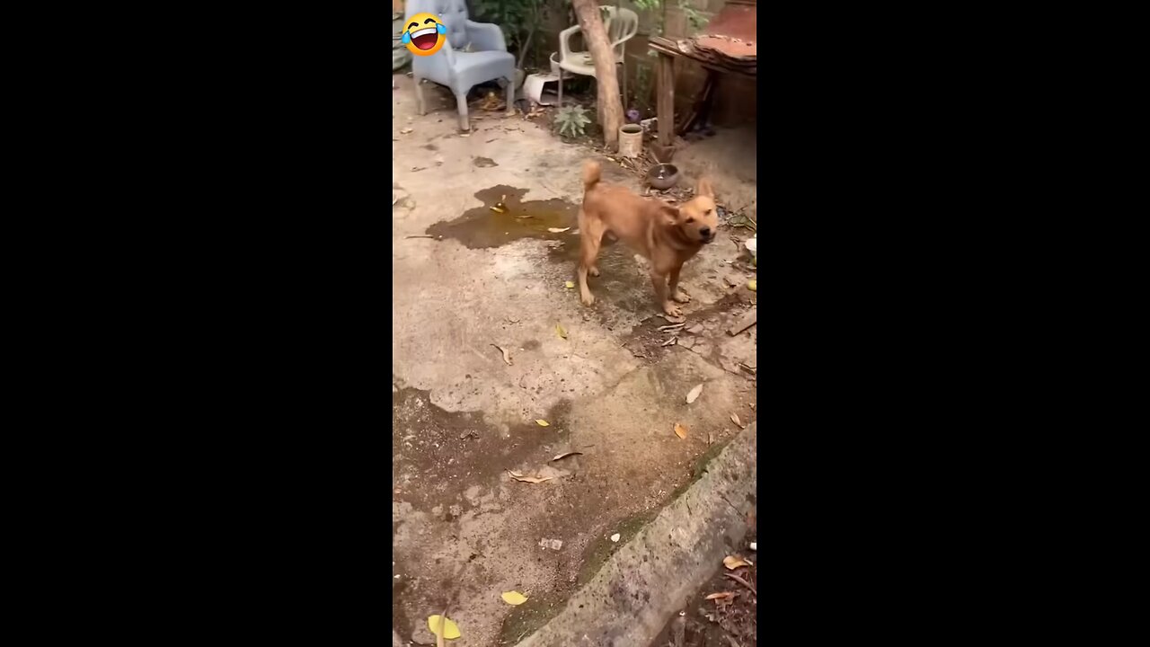 “Aaj Dog Bandha Tha… Par Dialogue Usne De Diya 😭💀🤣”