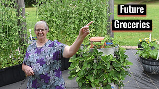 Garden Update 2025, Slug Prevention, Inspirational Thought