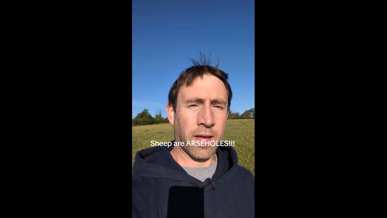 Sheep are Arseholes