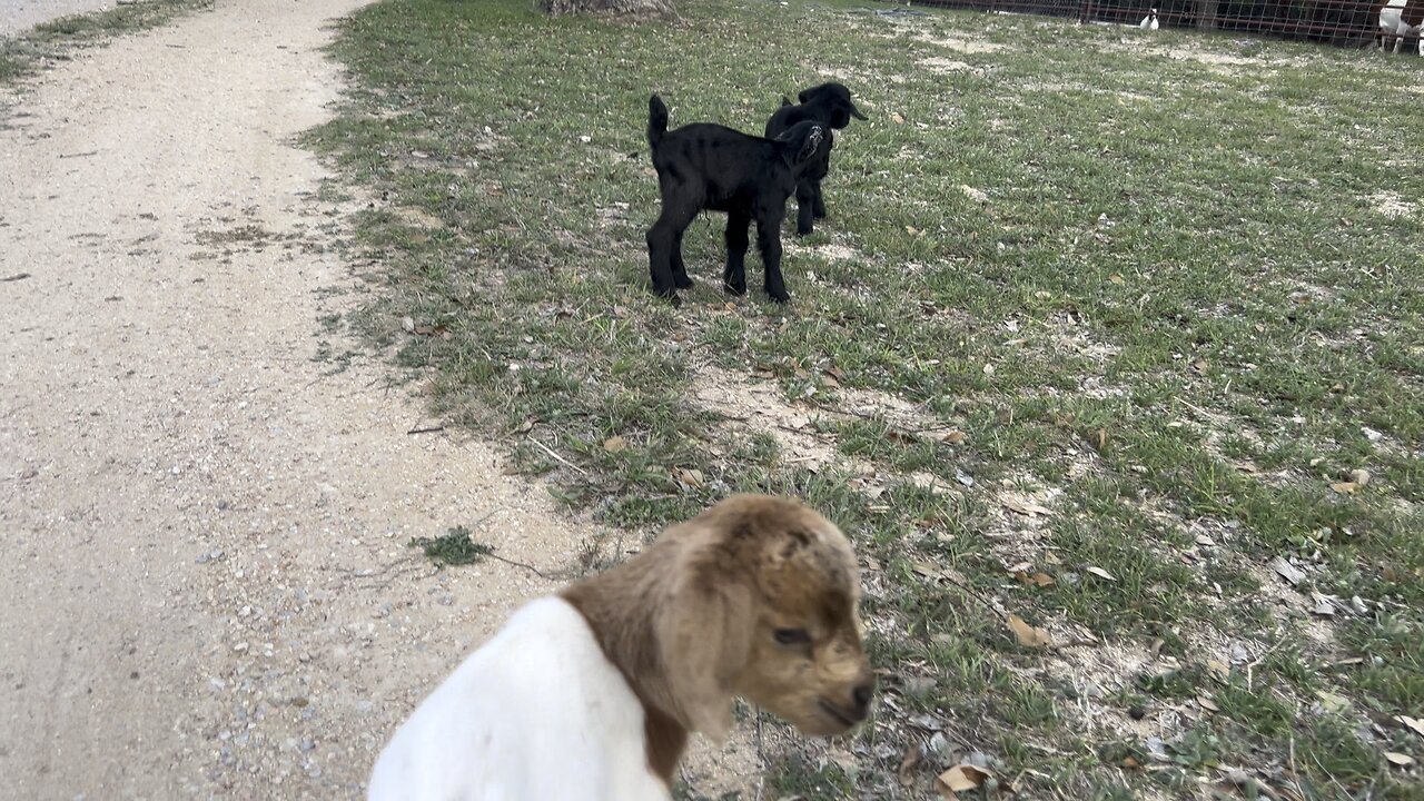 More baby goats