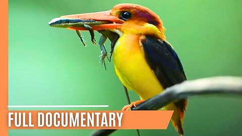 The Amazon of the East - Borneo’s River of Life | Full Documentary