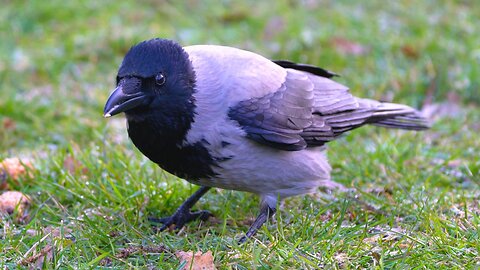 Hooded Crow Having A Quick Breakfast of Oats and Rice