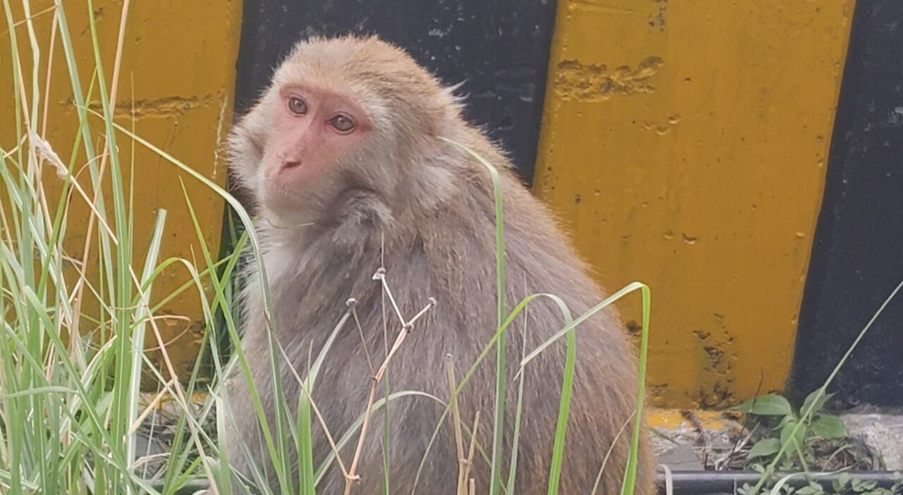 The Secret Life of a Monkey #FunnyMonkey #MonkeyBusiness