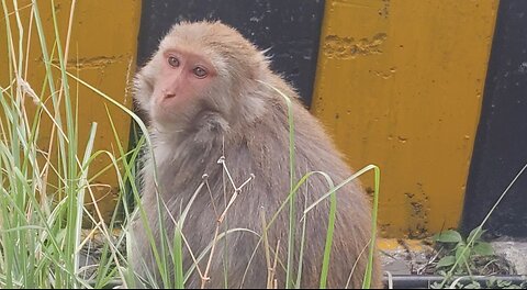 The Secret Life of a Monkey #FunnyMonkey #MonkeyBusiness