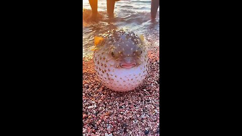 showing the puffer fish immediately turning into a ball
