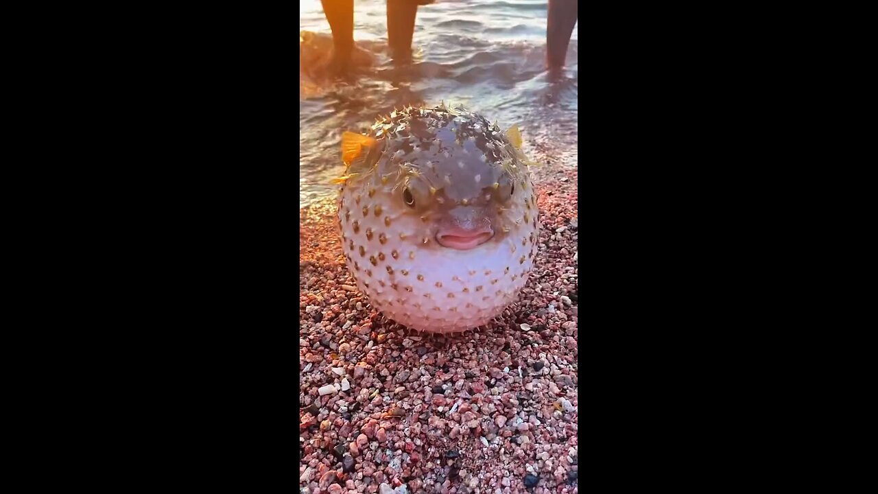 showing the puffer fish immediately turning into a ball