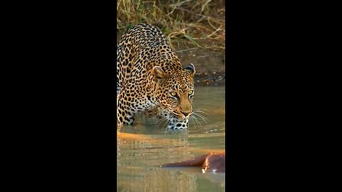 leopard 🐆
